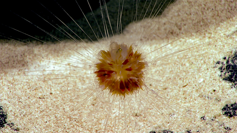 Illustration for article titled Robotic Deep Sea Explorer Uncovers Treasure Trove of Freaky Marine Life